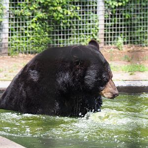 American black bear (Ursus americanus) in the pool, 2022-05-17