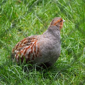 Grey partridge (Perdix perdix), 2022-05-17