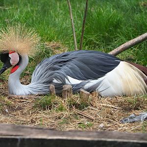 East African grey crowned crane (Balearica regulorum gibbericeps), 2022-05-17