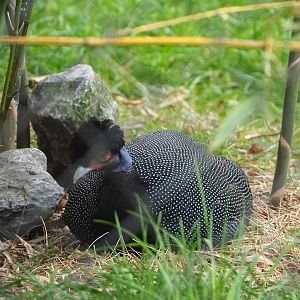 Crested guineafowl (Guttera pucherani), 2022-05-17