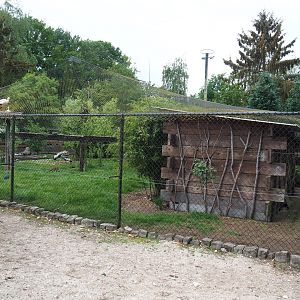 Large mixed aviary, 2022-05-17