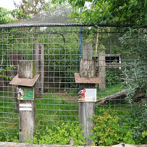African white-backed vulture aviary, 2022-05-17
