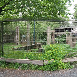 African white-backed vulture aviary, 2022-05-17