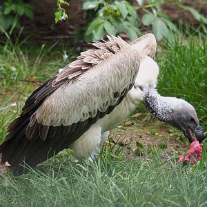 African white-backed vulture (Gyps africanus), 2022-05-17