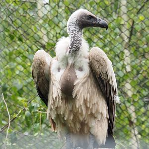 African white-backed vulture (Gyps africanus), 2022-05-17