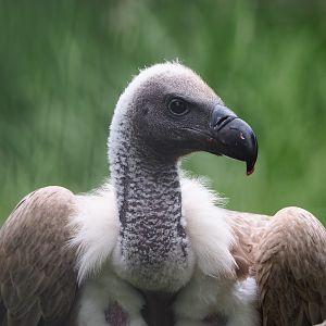 African white-backed vulture (Gyps africanus), 2022-05-17