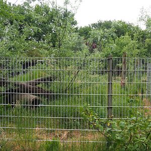Striped hyena exhibit, 2022-05-17
