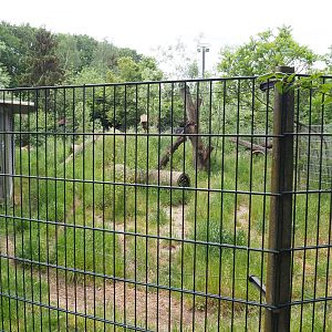 Striped hyena exhibit, 2022-05-17