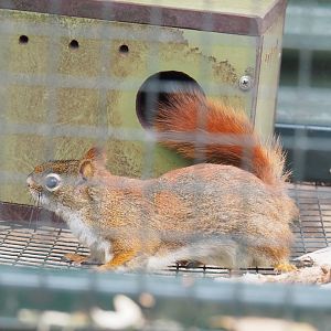 North American red squirrel (Tamiasciurus hudsonicus), 2022-05-17