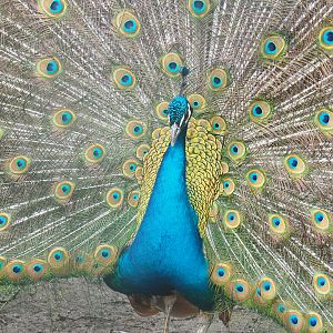 Displaying Blue peafowl (Pavo cristatus), 2022-05-17