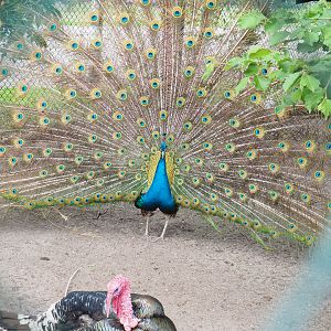 Displaying Blue peafowl (Pavo cristatus) and Domestic turkey (Meleagris gallopavo domesticus), 2022-05-17