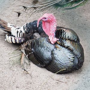 Domestic turkey (Meleagris gallopavo domesticus), 2022-05-17
