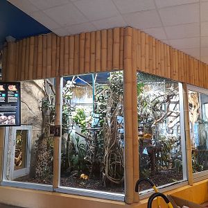 Golden lion tamarin enclosure