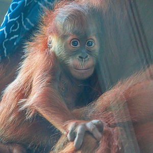 The male baby Sumatran Orangutan