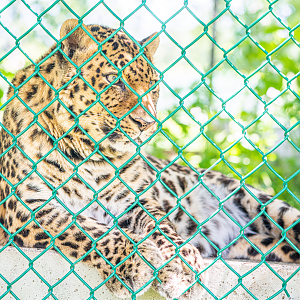 Vaadim the male Amur Leopard
