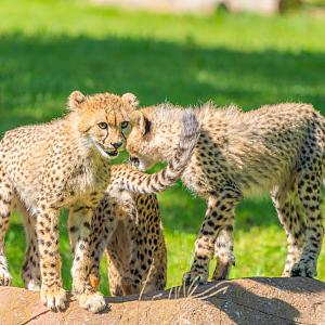 Toulouse, Berlioz and Marie the Cheetah cubs