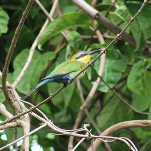 Swallow-tailed bee-eater