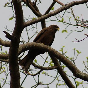 Black kite