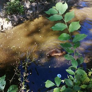 Wolverine,2020-08-19