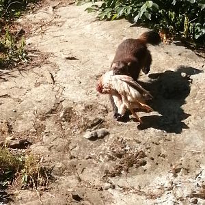 Wolverine, 2020-08-19