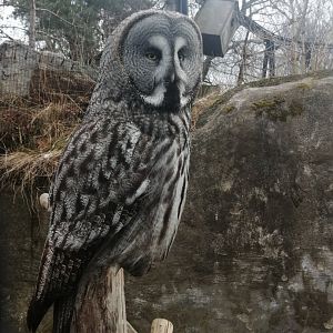 Great grey owl,2022-04-04