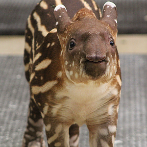 South American Tapir Calf