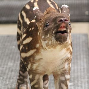 South American Tapir Calf