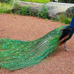 Indian Peafowl