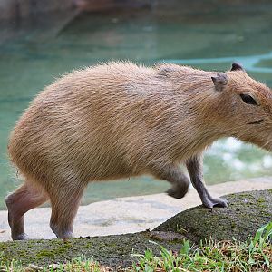 Capybara