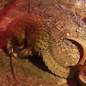 White-bellied Pangolin Tongue