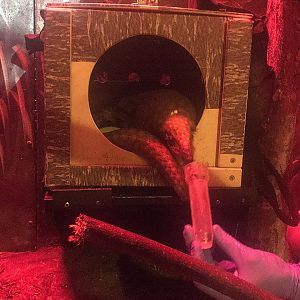 White-bellied Pangolin Feeding