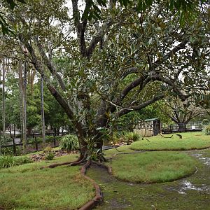 Pademelon/Swamp Wallaby Enclosure
