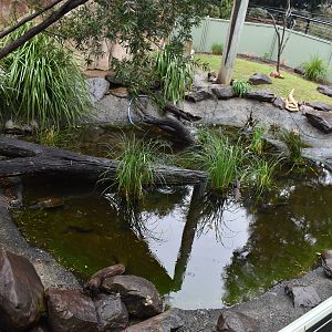 Turtle Enclosure