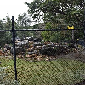 Rock-Wallaby Enclosure