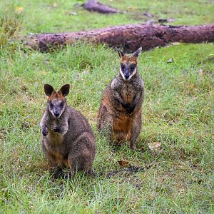 Swamp Wallabies