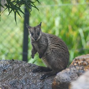 Brush-tailed Rock-Wallaby Joey