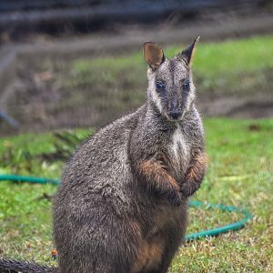 Brush-tailed Rock-Wallaby