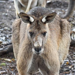 Eastern Grey Kangaroo