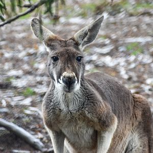 Red Kangaroo