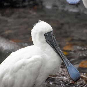 Royal Spoonbill