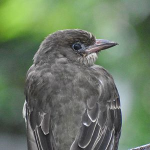 Australasian Figbird