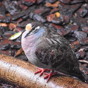 Common Bronzewing