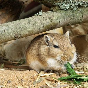 Mongolian Gerbil