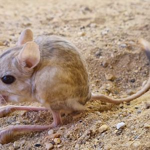 Lesser Egyptian Gerboa