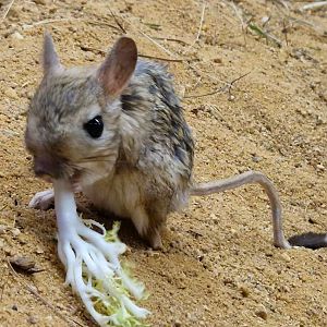 Greater Egyptian Gerboa