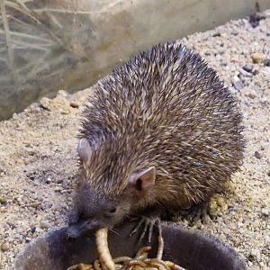 Lesser Hedgehog Tenrec