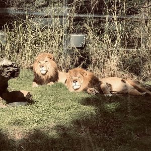 Ndidi and Zuberi- African Lions