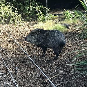 Collared Peccary