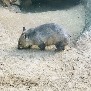 Southern Hairy Nosed Wombat