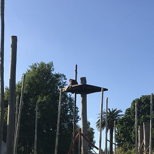 Kiani enjoying her view